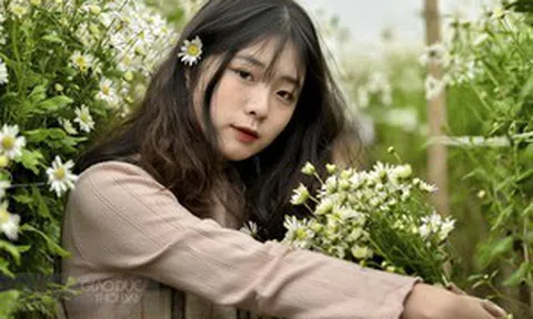 Cúc họa mi cuối mùa níu chân người Hà Nội